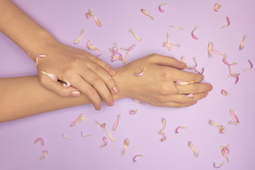 Naklejka na ściany i meble Womans hands with a bright pink gerbera flowers on a purple backround. Product or skin care, natural petal cosmetics, anti-wrinkle hand care.