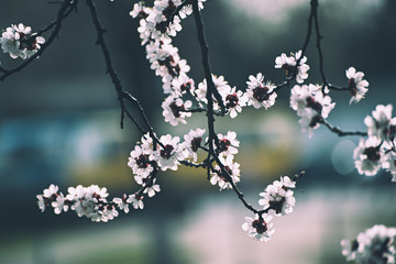 Apricot tree blossoms