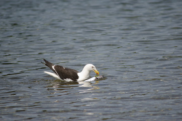 Kelp gull Larus dominicanus with a fish.