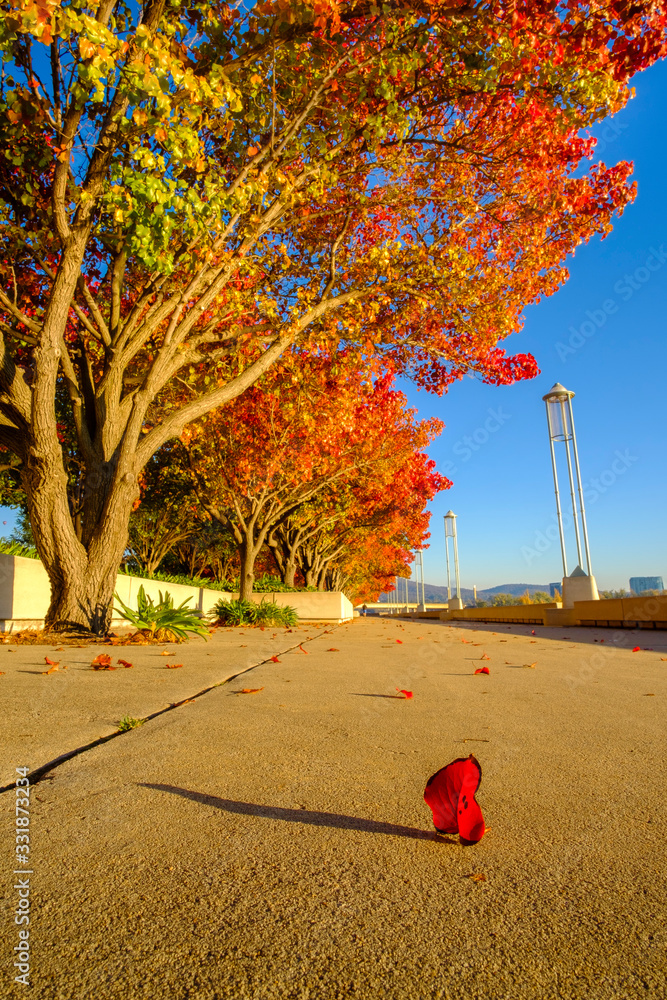 Sticker Canberra's Autumn Colours