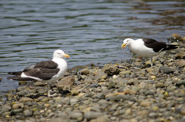 Kelp gulls Larus dominicanus in the coast.
