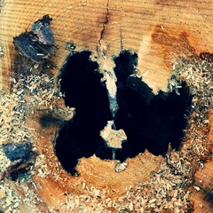 Destroyed tree trunk. Bark beetle attacked the forest. (Scolytinae, Ipinae)