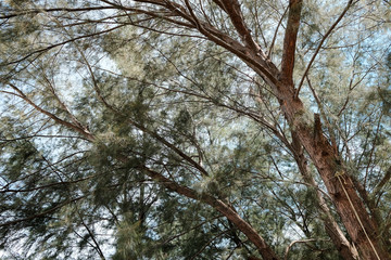 Obraz premium big pine tree and sky, big pine tree background