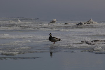 duck on ice 13