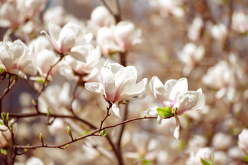 Magnolia spring flowers