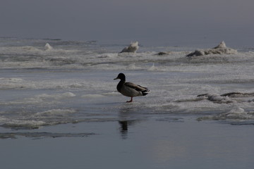 duck on ice 6