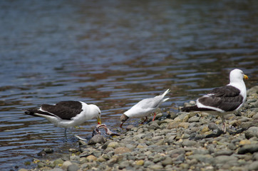 Brown-hooded gull and kelp gull eating a fish.