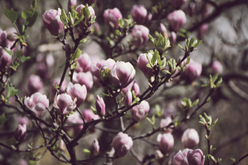 Magnolia spring flowers