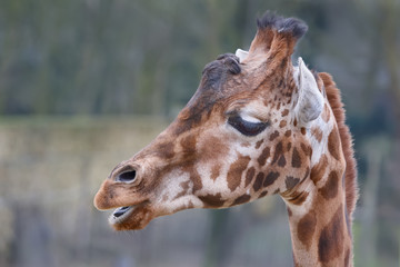 Close up of the head of a giraffe