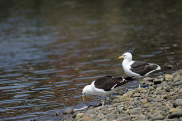 Kelp gull Larus dominicanus eating a fish.