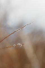willow twigs at sunrise, spring photo, beautiful willow branches with fluffy yellow buds blossomed in spring warm day on the background of sunset