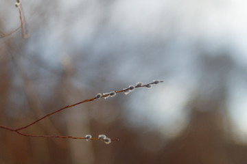 willow twigs at sunrise, spring photo, beautiful willow branches with fluffy yellow buds blossomed in spring warm day on the background of sunset