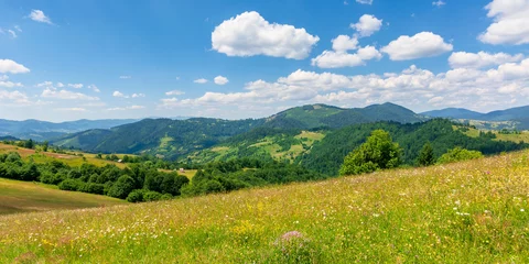 Gordijnen summer scenery of mountainous countryside. alpine hay fields with wild herbs on rolling hills at high noon. forested mountain ridge in the distance beneath a blue sky with fluffy clouds. nature beauty © Pellinni