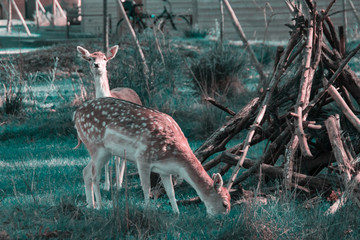 NATURE