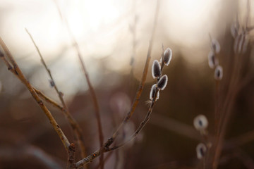 willow twigs at sunrise, spring photo, beautiful willow branches with fluffy yellow buds blossomed in spring warm day on the background of sunset