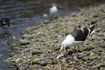 Kelp gull eating the remains of a fish.