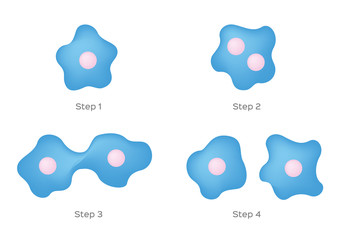 binary fission vector on white background