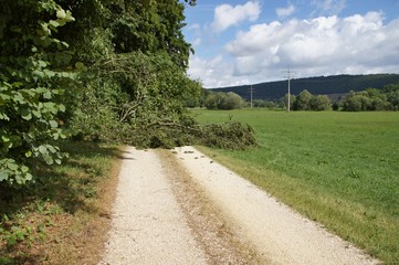 Auf den Weg gefallener Baum