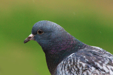 head of a big beautiful pigeon on a green background