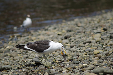 Kelp gull swallowing the remains of a fish.