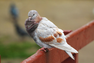 A cacked pigeon basks in the sun.