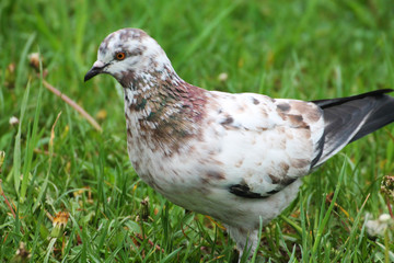 . A beautiful white-brown pigeon resting in the grass of a city park.