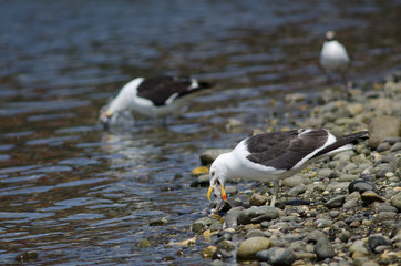 Kelp gull Larus dominicanus eating a fish.