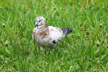 A beautiful white-brown pigeon hiding in the grass of a city park