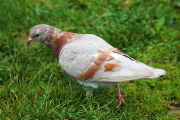 A beautiful white-brown pigeon walks in the grass of a city park.