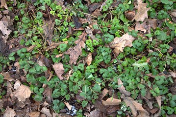 Green grass and old leaves lie on the ground in a park
