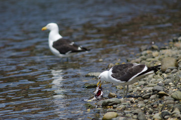 Kelp gull Larus dominicanus eating a fish.