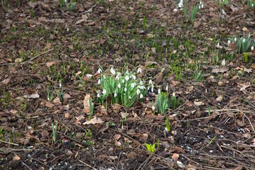 Lilies of the valley on a lawn, young grass