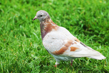 Morning dawn. A beautiful white-brown dove flaunts in the grass of a city park.