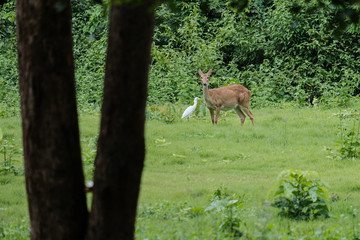 fallow deer and bird in the forest