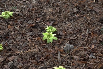 Green bump in the old grass, a small plant