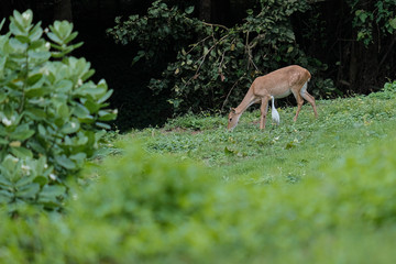 deer and bird in the green forest
