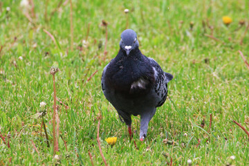 Spring morning a beautiful white and blue dove stands in the grass of a city park.