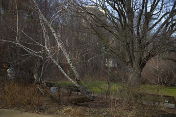 Trees without leaves, flowers bloom, spring, birch