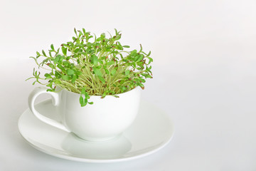 Obraz na płótnie Canvas Micro leaf vegetable of green alfalfa seeds sprouts