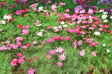 Mexican Aster blooming or cosmos bipinnatus flowers field , sunny green leaf garden summer scenic background