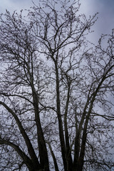 Looking up in Forest - Green Tree branches nature abstract. pine forest with blue sky and sunlight 