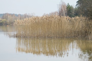 Gunzenhausen - Brombachsee -Schilfgras spiegelt sich im Wasser 