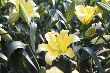 Yellow lilly flowers field blooming in garden outdoor green leaf background