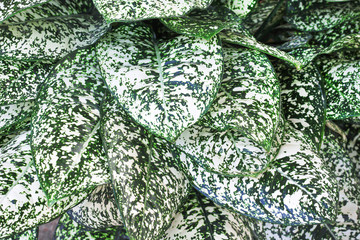 Top view white and green aglaonema flower or Chinese Evergreen leaf nature summer closeup background