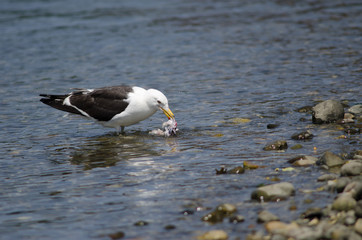 Kelp gull Larus dominicanus eating a fish.