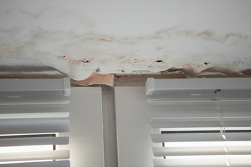 Black Mold fungus grows in the Living Room near the Window, the Walls and Ceiling are covered with...