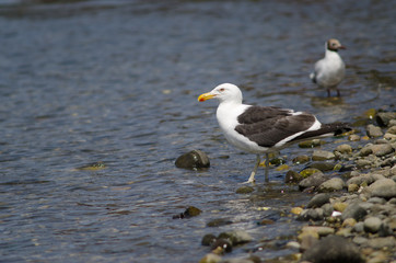 Kelp gull Larus dominicanus in the coast.