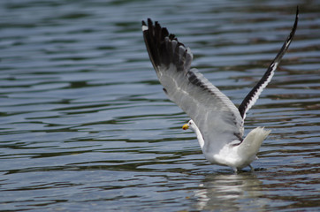 Kelp gull Larus dominicanus taking flight on the water.
