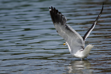Kelp gull Larus dominicanus taking flight on the water.