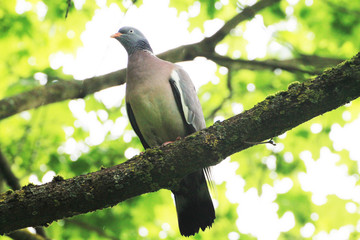A beautiful turtle dove sits on a branch and sunbathes in the sun.